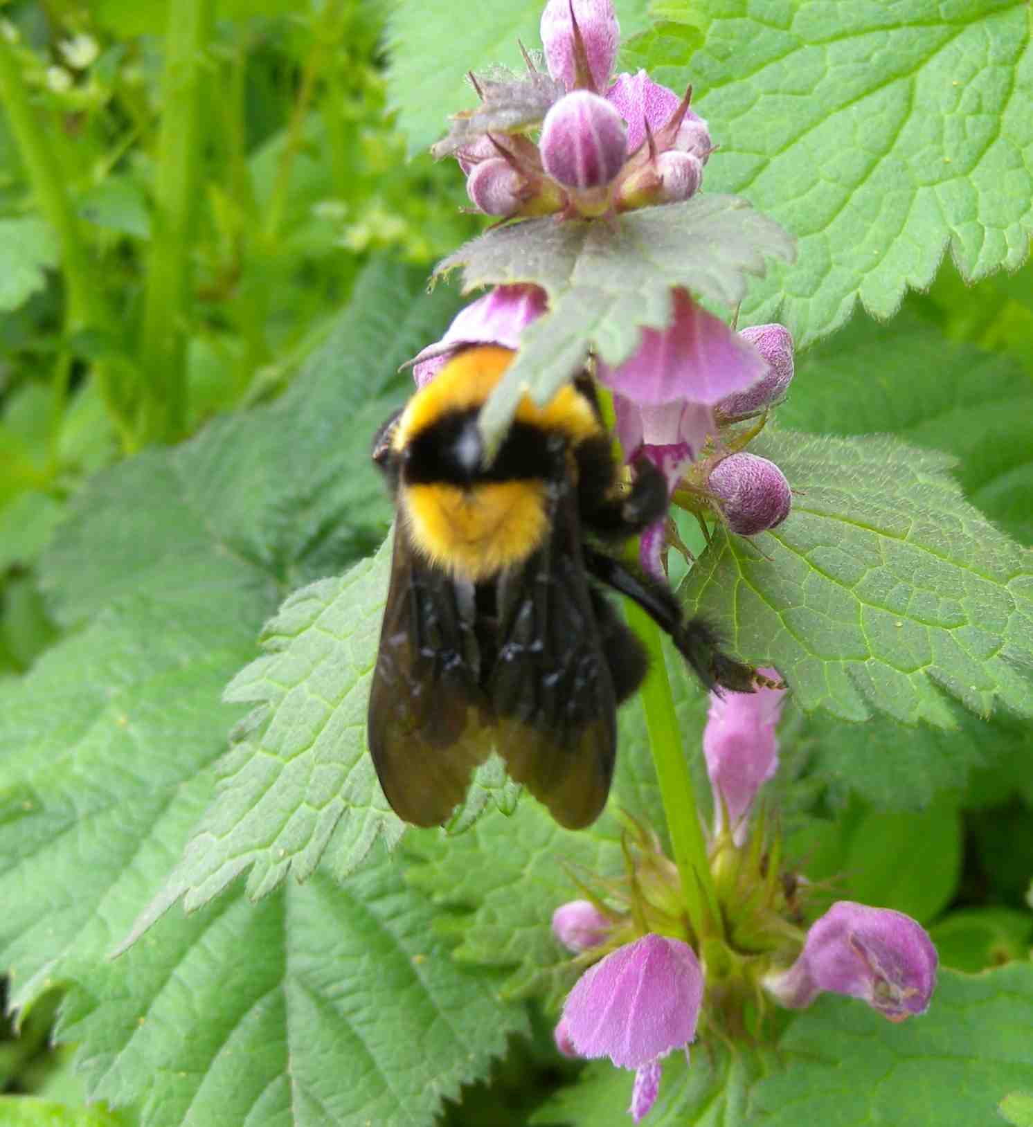 Bombus argillaceus